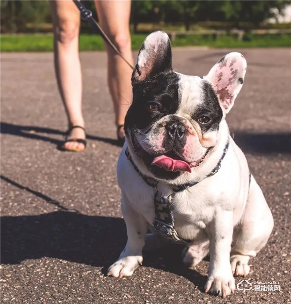 預(yù)防寵物走丟方式千千萬(wàn),飛利浦智能鎖,讓寵物在家更安全 預(yù)防寵物走丟方式千千萬(wàn),飛利浦智能鎖,讓寵物在家更安全
