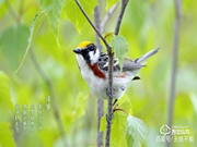 驚蟄至,萬物長(zhǎng),清幽之境隱藏著一把楊格智能鎖