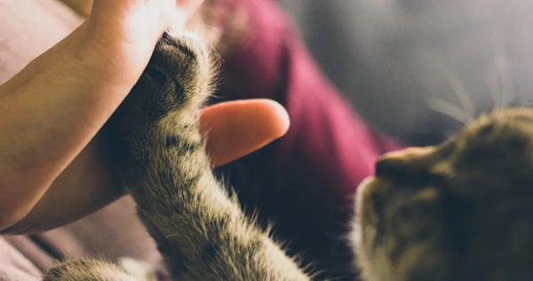 飛利浦智能鎖：寵物獨自開門存在的安全隱患 你注意到了嗎？