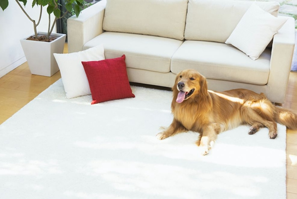 海爾智能家居：復(fù)工離家，不代表“沒人看家”