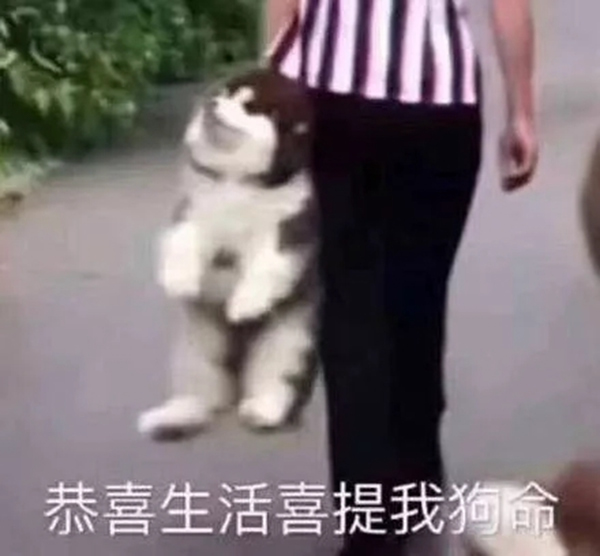 青松沃德：我們的2019年末崩潰情況報(bào)告