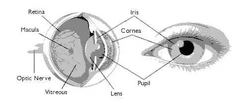 頂吉智能鎖為您解析六種常見的生物識別技術