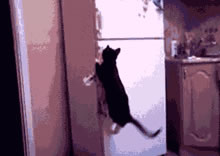 VOC智能鎖告訴你 家里寵物偷偷開門要怎么辦