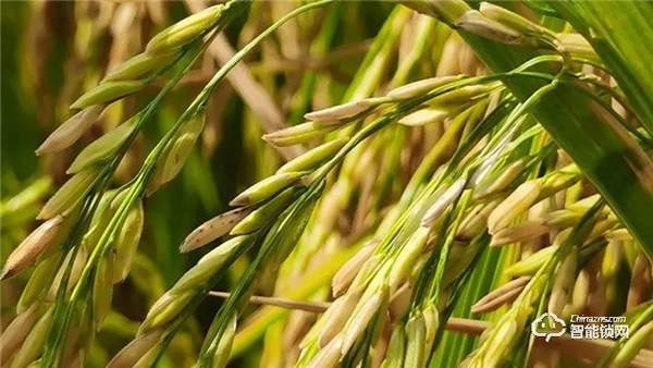 Gleewell格里維爾｜你發(fā)現(xiàn)了嗎？所有治愈的美好，都藏在生活的細節(jié)里