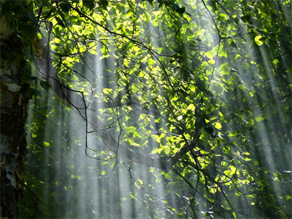 光線與晝夜節律 | 科學打造健康生物鐘的照明環境